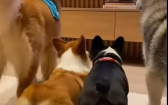 四狗在客廳搖臀狂歡　小貴賓一頭霧水：在幹啥？