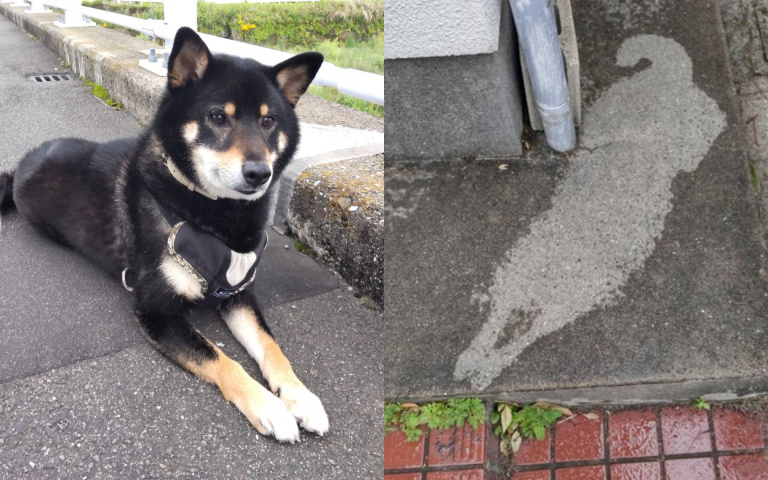 真實存在的透明狗?雨後起身 驚見清晰又精緻的「狗拓」