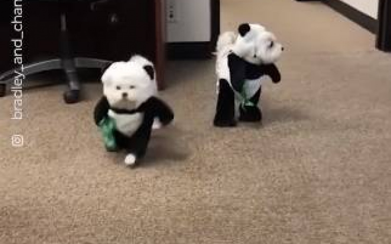 狗狗Cosplay成貓熊！　活蹦亂跳可愛萌樣全紀錄