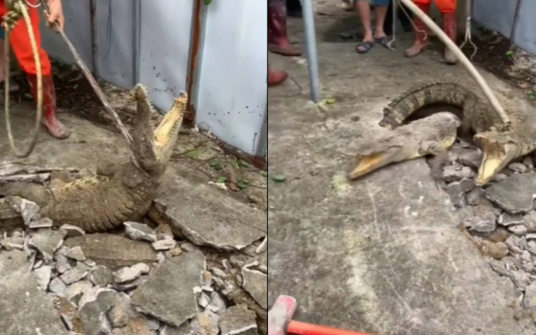 敲開地板鱷魚蹦出來！　激動反抗衝向人畫面曝光