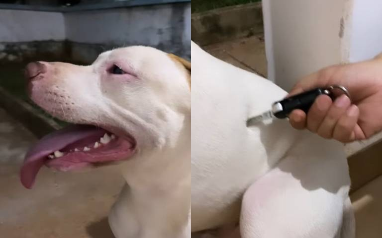 鑰匙一轉…狗狗瘋狂抖動！　超狂配音神組合「意外惹怒網友」