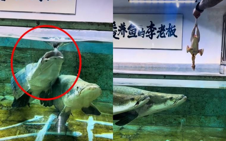 地表最巨食肉魚進食畫面曝光　整隻鵝放眼前「牠一口吸進肚子裡」