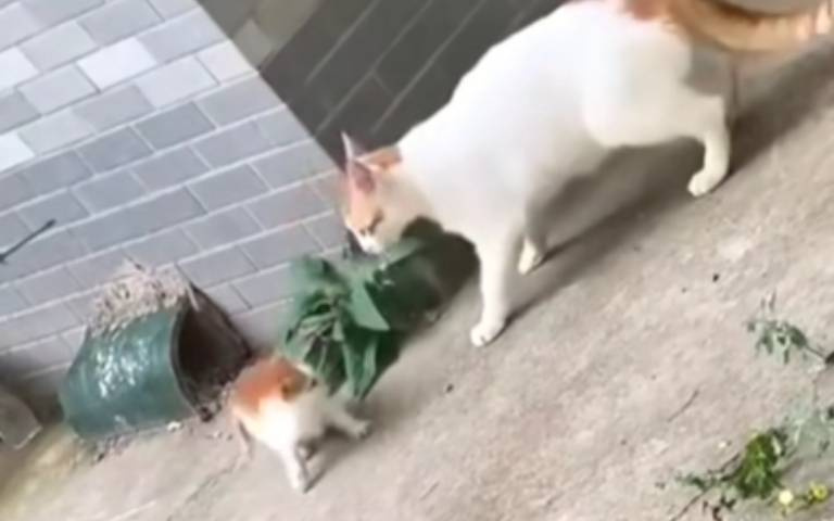 臭小喵亂跑！貓家長奔來「灌牠一拳」　一口把貓叼回家