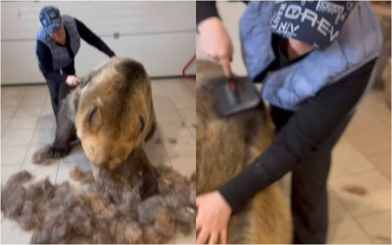 人類替巨熊梳毛!隨便一刮地上一堆毛 網友笑:牠比我家貓還乖