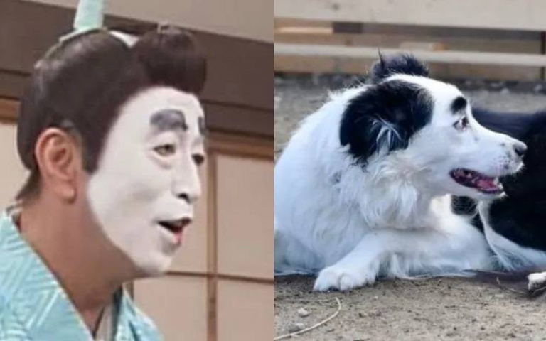 投胎了？邊境牧羊犬神撞臉志村健　600萬人朝聖喊「殿下好」