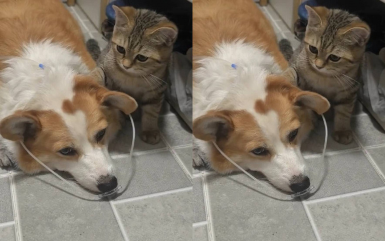 貓咪知道柯基夥伴生病暖心陪伴　小肉掌輕拍頭溫柔舉動看哭網友