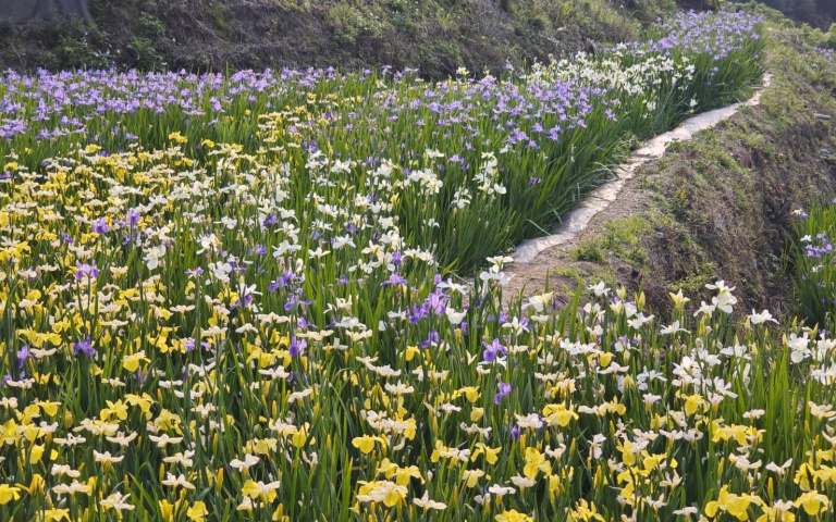 春天限定!「巨人的台階」開花了 絢爛花海加梯田成全台唯一美景
