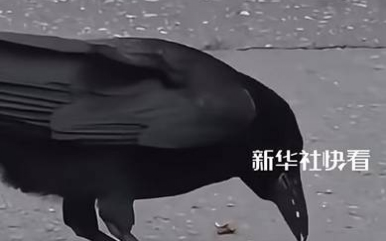 烏鴉智取核桃果仁 網友笑翻:訓練一下就可以上班了