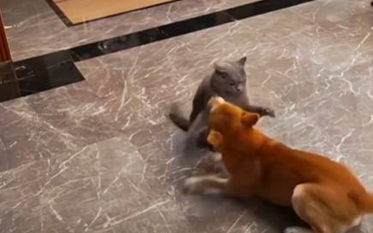 真正的傻眼貓咪　與貓打架「阿柴原地空轉」超謎