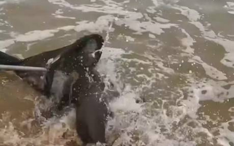 還沒救到先喘死！　動保組織「捉海豹拆魚線」…激烈奔跑畫面曝光