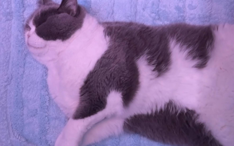 好羨慕！肥貓跟主人出國「搭商務艙」　睡到翻過去連飛機餐來都不知