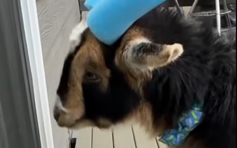 小羊撞門、頂人樣樣來　主人兩根管子直接制服