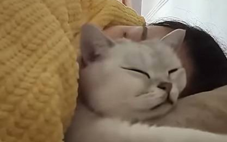 終於不用再守夜！浪貓收編進門後「昏睡多日」　背後原因惹全網鼻酸