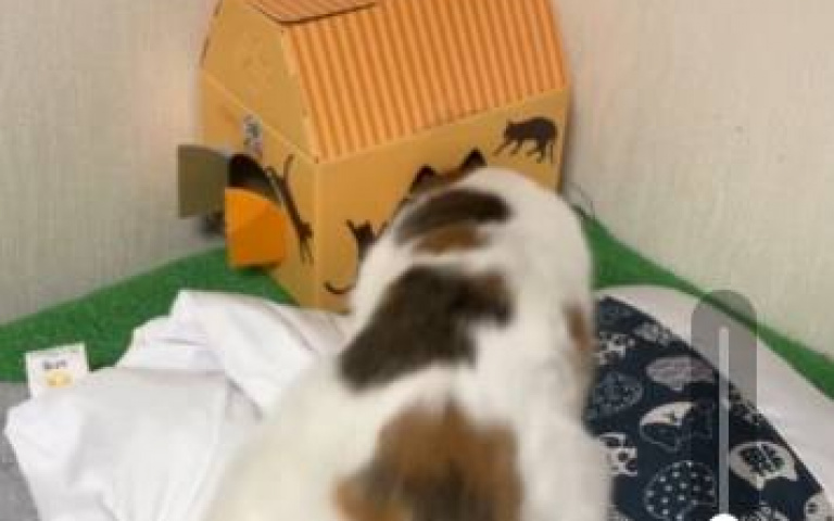 全網傻眼！　肥貓鑽紙箱「擠著擠著就進去了」