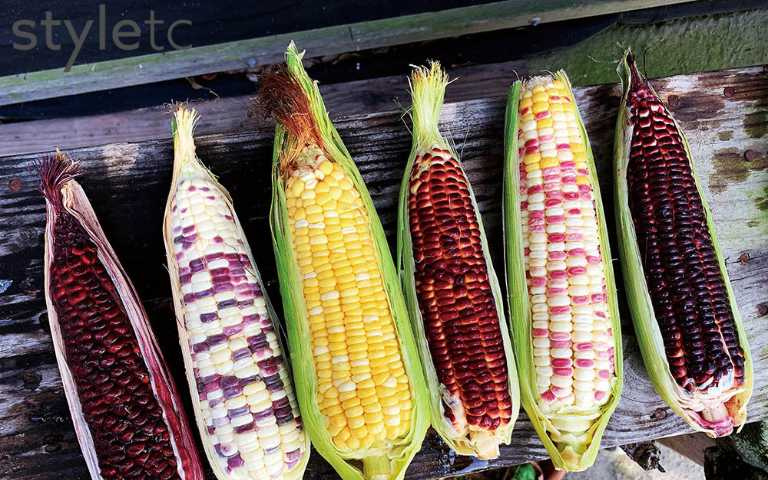 認識好食材！紫色系食材「玉米」、「馬鈴薯」高顏值又健康！