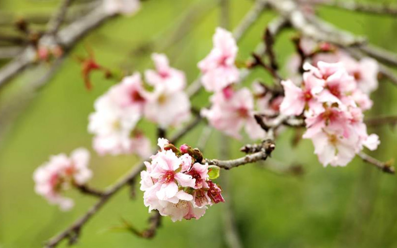 【南投】嚇到！也美到！  「九月櫻」奇景召喚　鹿谷「石馬公園」出現美拍潮