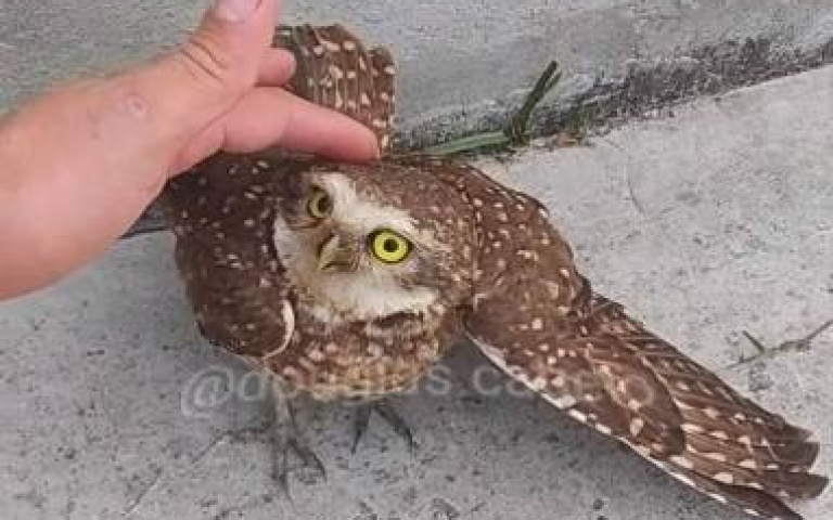 貓頭鷹見陌生人有防備　他摸摸頭「下次再見竟展翅微笑了」