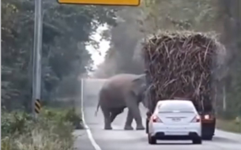 大象變路霸？　蹲馬路邊「收過路費」順道吃午餐