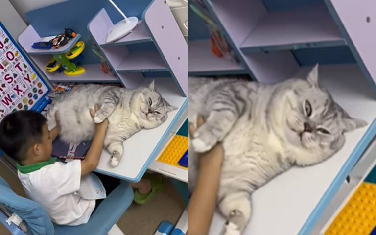 沒寫作業都是因為牠？貓咪躺在書桌上，小主人怎麼推都不離開！