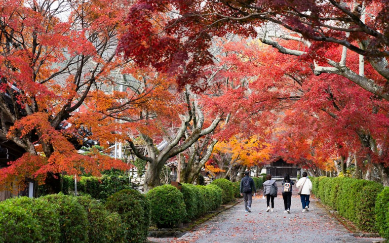 日本二線城市夯!滋賀縣大津市「琵琶湖」絕美楓紅,還有三大和牛「近江牛」可以吃!