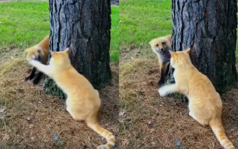 誰要跟你玩啊！？　橘貓見狐狸逼近「直接給牠巴蕊」