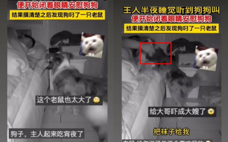 家犬半夜來打擾!主人摸摸「一隻老鼠到他手」 睡眼惺忪下秒全醒了