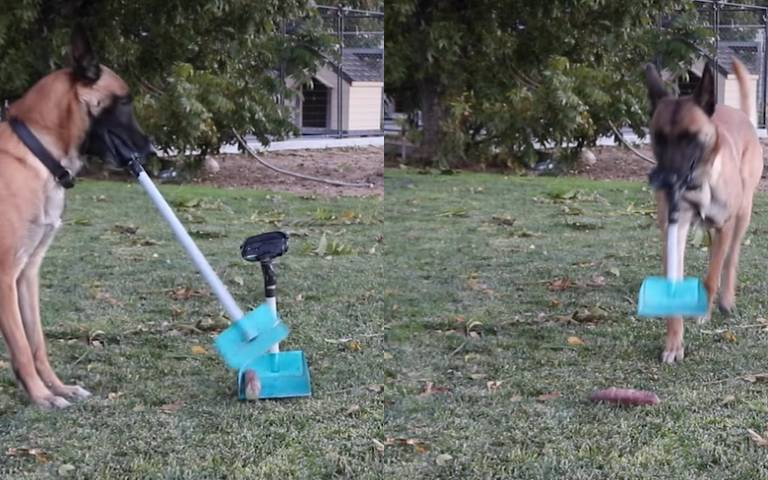 草地上拉出一長條粗曠便便！　大狗狗「自提掃把、畚箕」超級文明