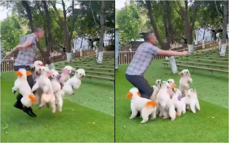 距離世界紀錄還差一點！　主人領軍9隻狗狗跳繩畫面曝光