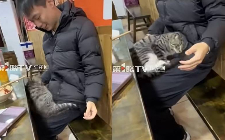 吃燒烤被「臨幸」！虎斑貓大方睡客人大腿　貓奴自嘲：自家的都沒這麼親