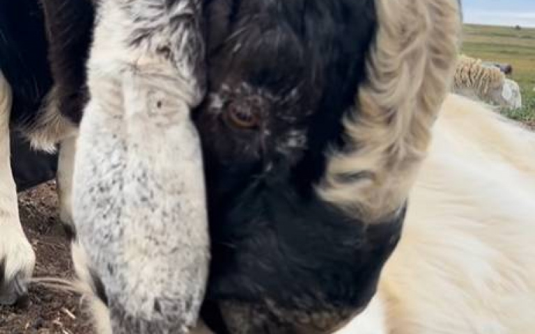 畜牧犬遇到山羊！　牠竟蹲低蹭蹭+舔毛…好交情全都錄