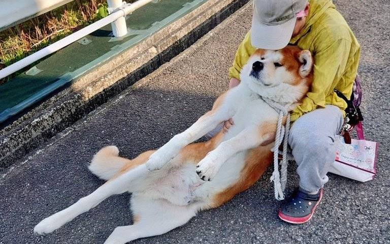 「還不想回家啦!」36公斤的秋田犬意識到散步即將結束 仰躺在地賴著不肯移動