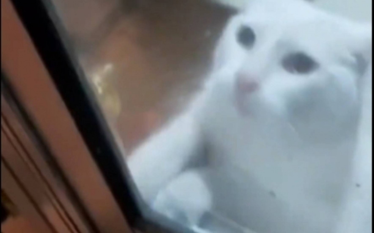 湯姆貓怕傑利鼠？主人抓鼠　貓不幫忙還嚇到鬼哭神號　