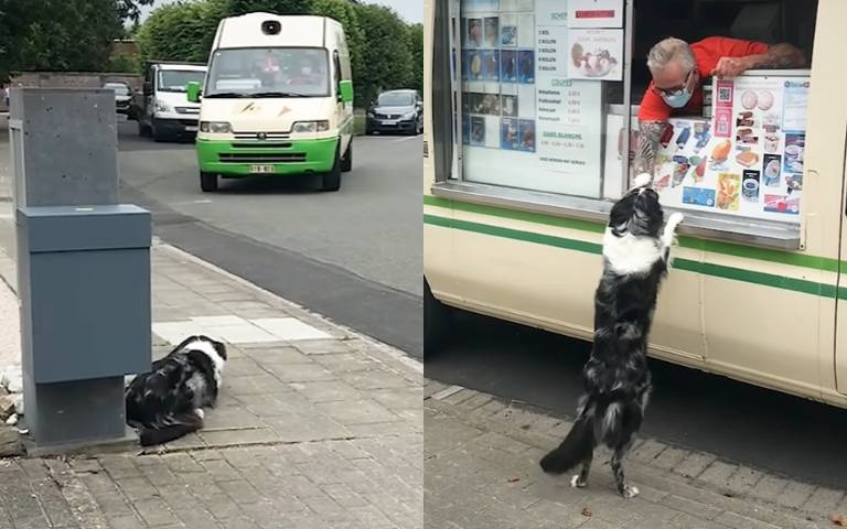終於等到你！狗狗等冰淇淋車超興奮　擄獲老闆獲得甜筒
