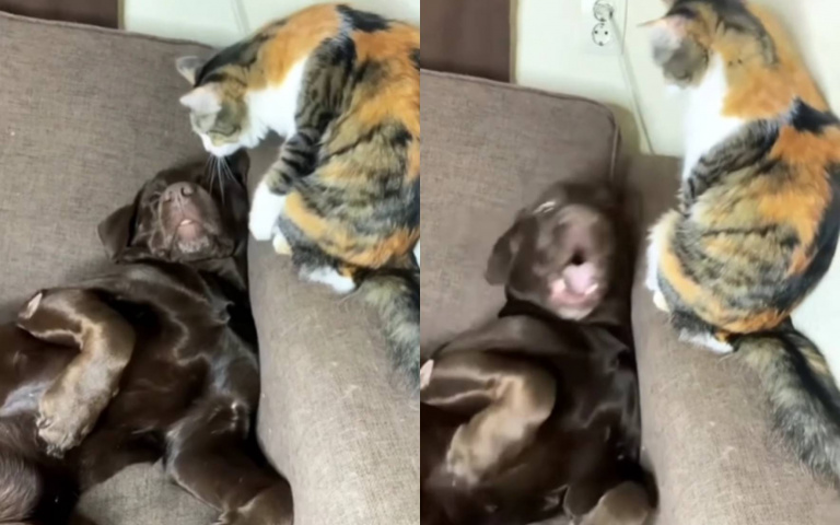 睡覺打呼被貓咪偷襲　狗狗突然驚醒大叫畫面超逗趣