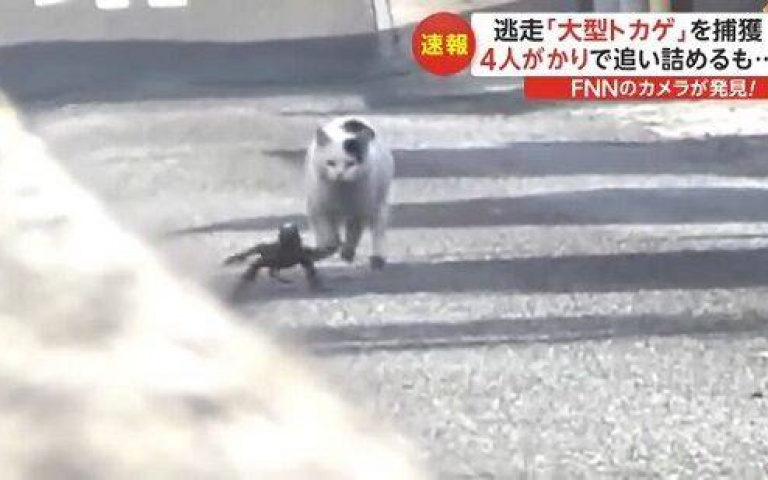 拿出生命在奔跑！正面捕捉到　被貓咪追著跑的巨大蜥蜴