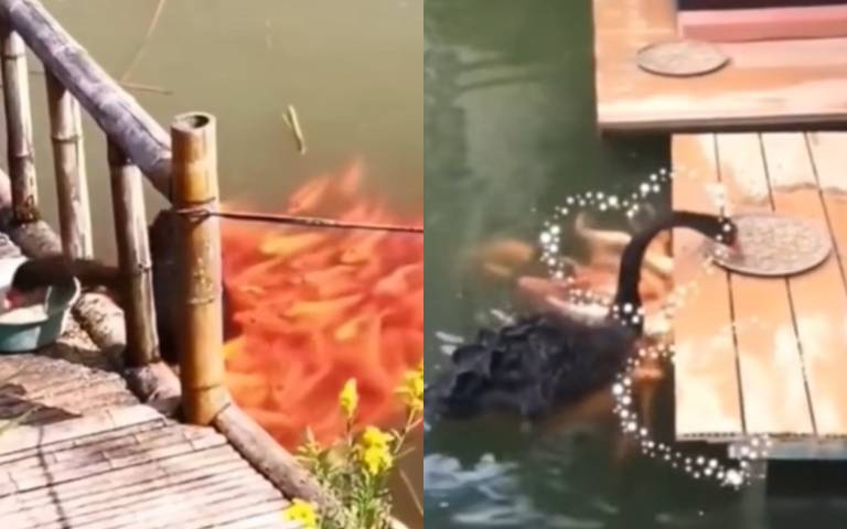 魚齊心將黑鵝推去岸邊 叼起一口飼料「牠們全嗨了」