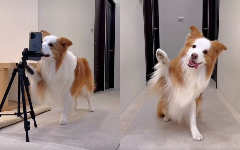 這隻狗是否太嗨？　手機架著按下錄影鍵「擺臀熱舞」