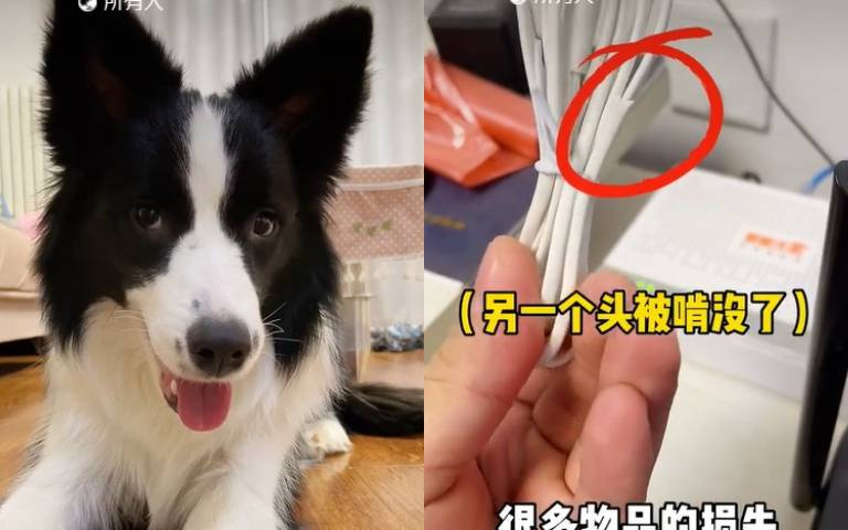 邊牧拆家功力一流！　東咬西扯「主人要用時才會發現」