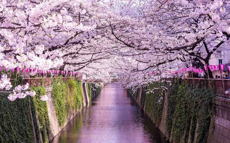 赴日賞櫻準備好!精選日本賞櫻名所,福岡、東京3月中下旬率先開花!