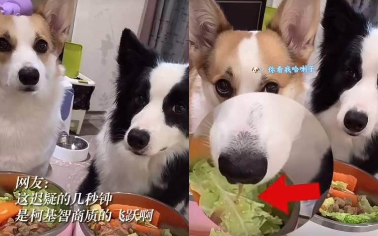 數到三才能吃飯! 柯基被戲弄「垂涎三尺」畫面超呆萌