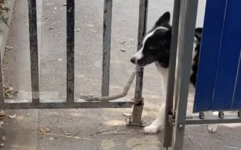 邊牧是邊牧,狗是狗? 牠靠智商通過主人的考驗