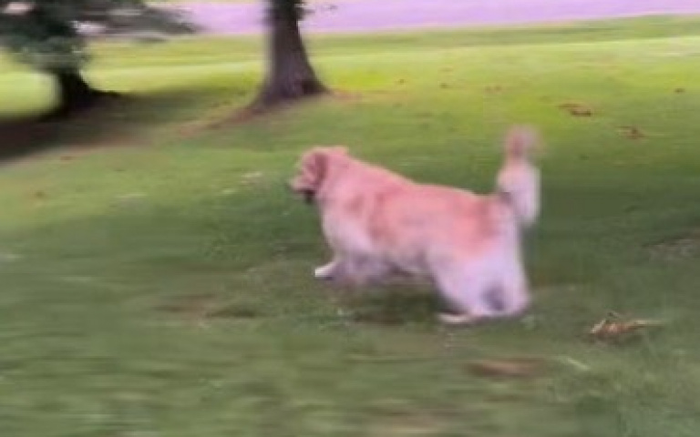 還以為是牧羊犬？　阿金追小鹿嬉鬧吸引萬人圍觀