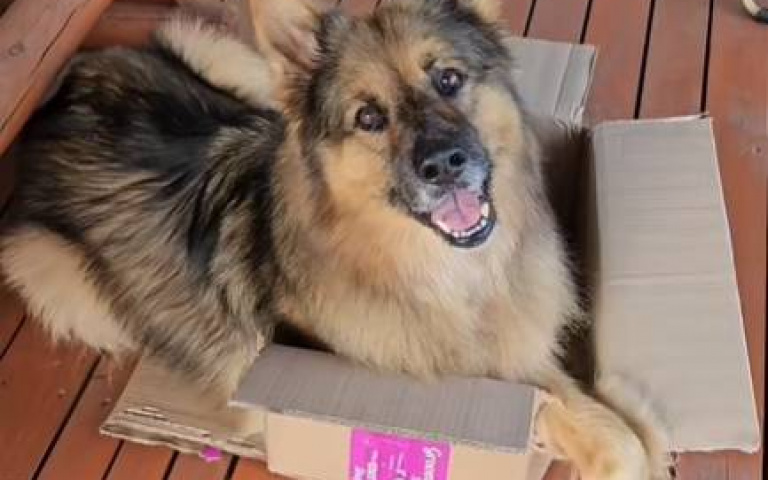 德國牧羊犬拆家功力一流　闖禍後露出無辜眼神討拍