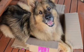 德國牧羊犬拆家功力一流　闖禍後露出無辜眼神討拍