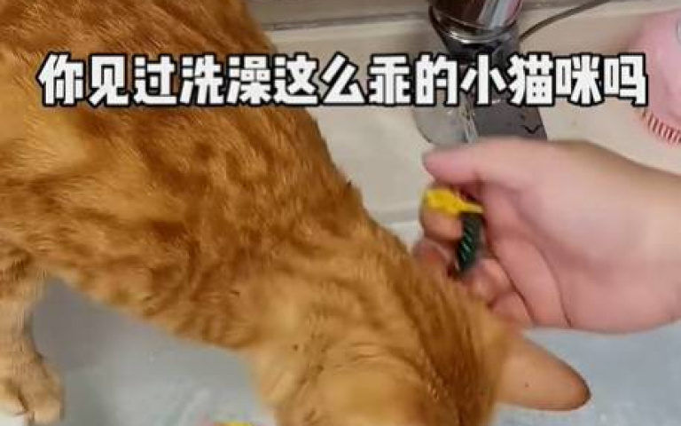 這隻天使貓哪裡來的？　洗個澡都不會亂鬧情緒超穩