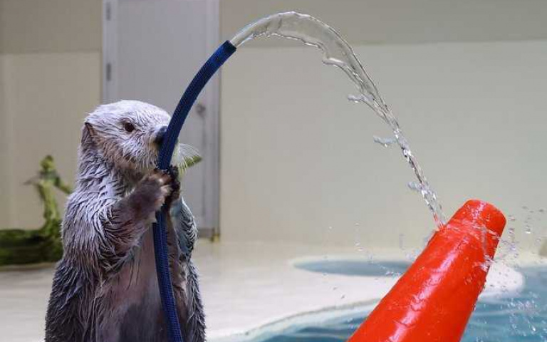 史上最萌消防隊員!小小水獺救火去「水族館由我來保護」