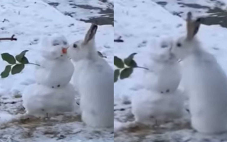 影片曝光!說好的溫馨親親呢?雪人慘被萌兔「毀容」