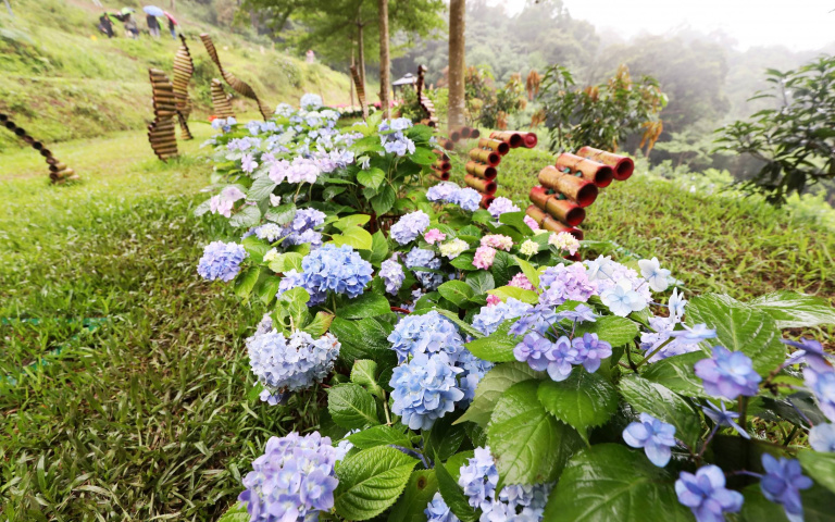 桃園繡球花季1／萬株花海妝點山林　循花徑打卡特色農場