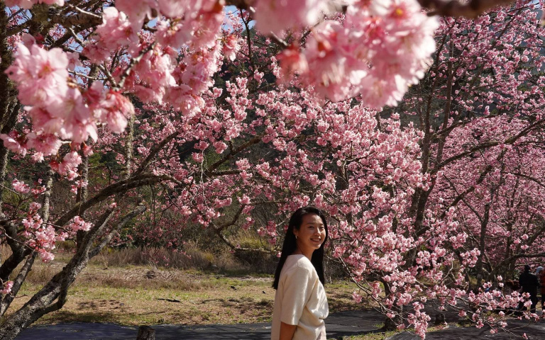 228連假何處去？搭專車賞櫻、體驗親子馬戲團　玩樂攻略看過來