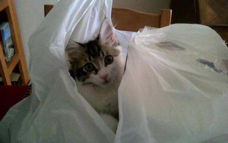 貓咪愛咬塑膠的原因！出現這些情況，趕快帶主子看醫生！